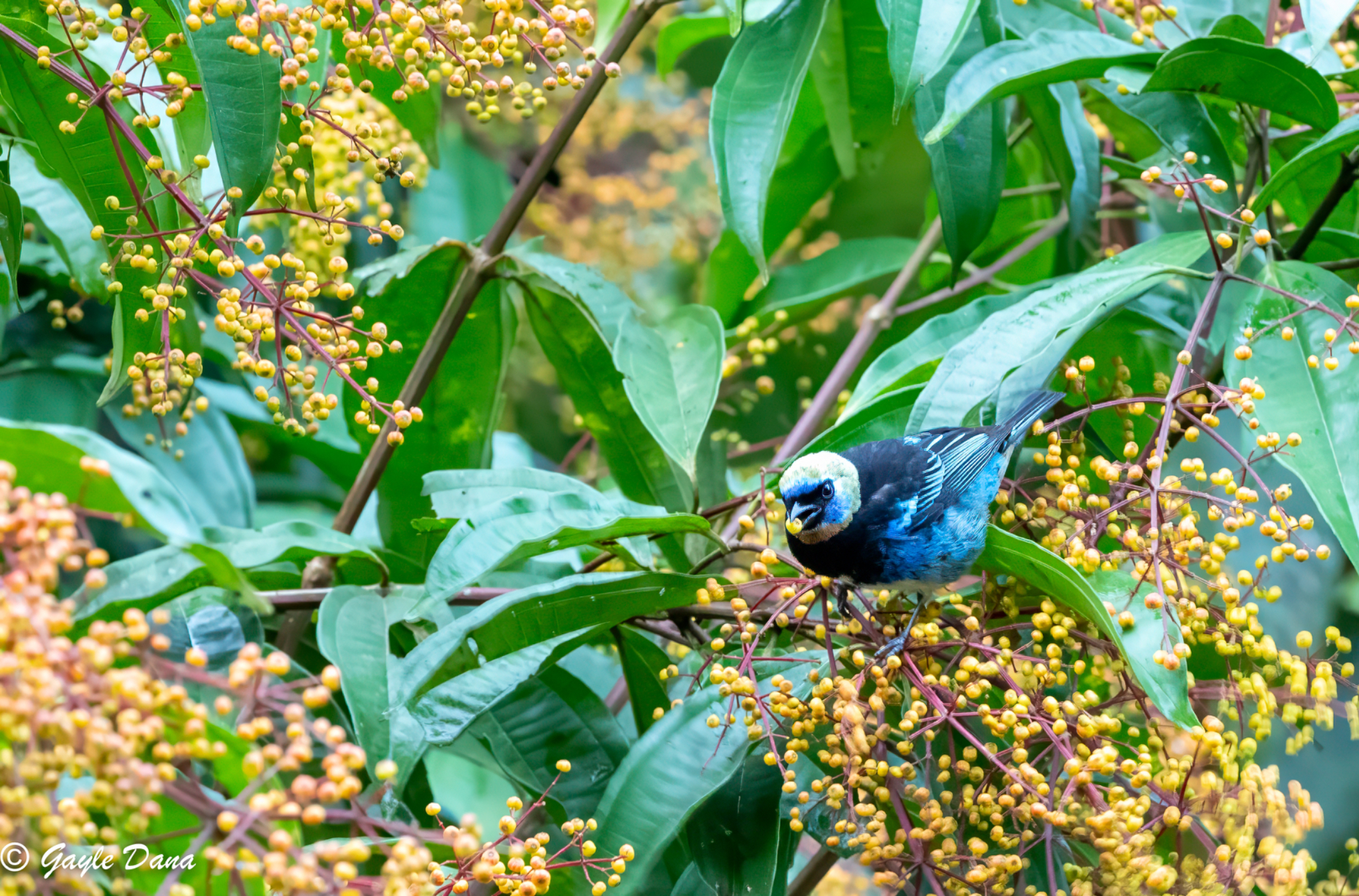 Golden Hooded Tanager with berry